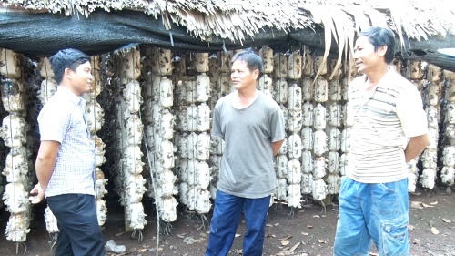 Anh Phạm Văn Hòa (bên trái)- Giám đốc Hợp tác xã nấm trao đổi kinh nghiệm trồng nấm với các thành viên HTX.jpg