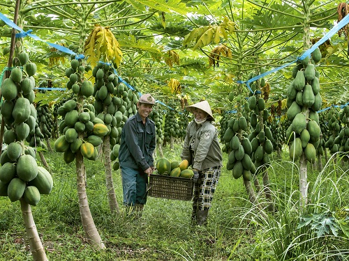 9.Đu đủ nhà vườn. ảnh Hữu Thếet.jpg