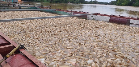 20190810_103933 tình hình cá chất do lũ.jpg